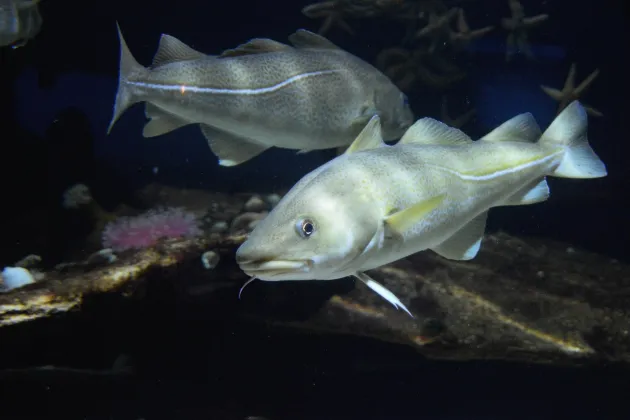 Cod. Image.