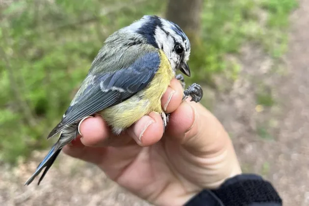 Closeup of bird. Photo.