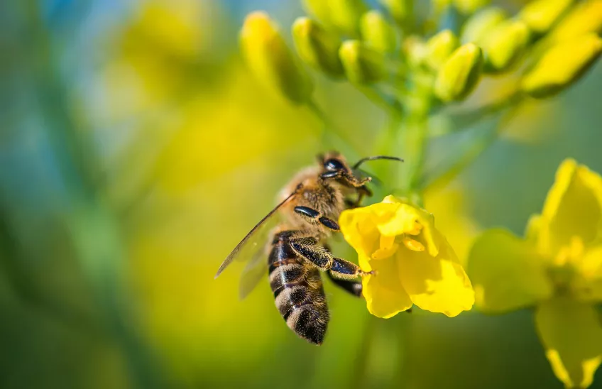 Bee on yellow flower. Photo.